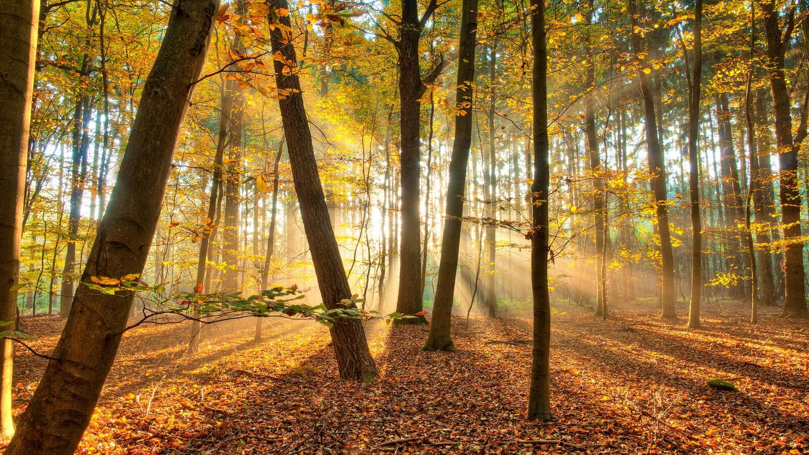 Wallpapers autumn forest trees on the desktop