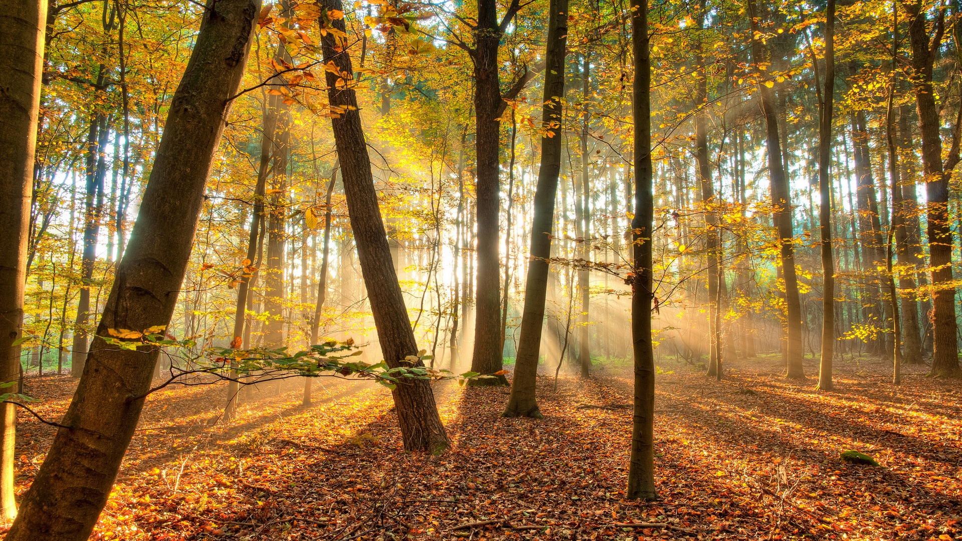 Фото бесплатно осень, лес, деревья