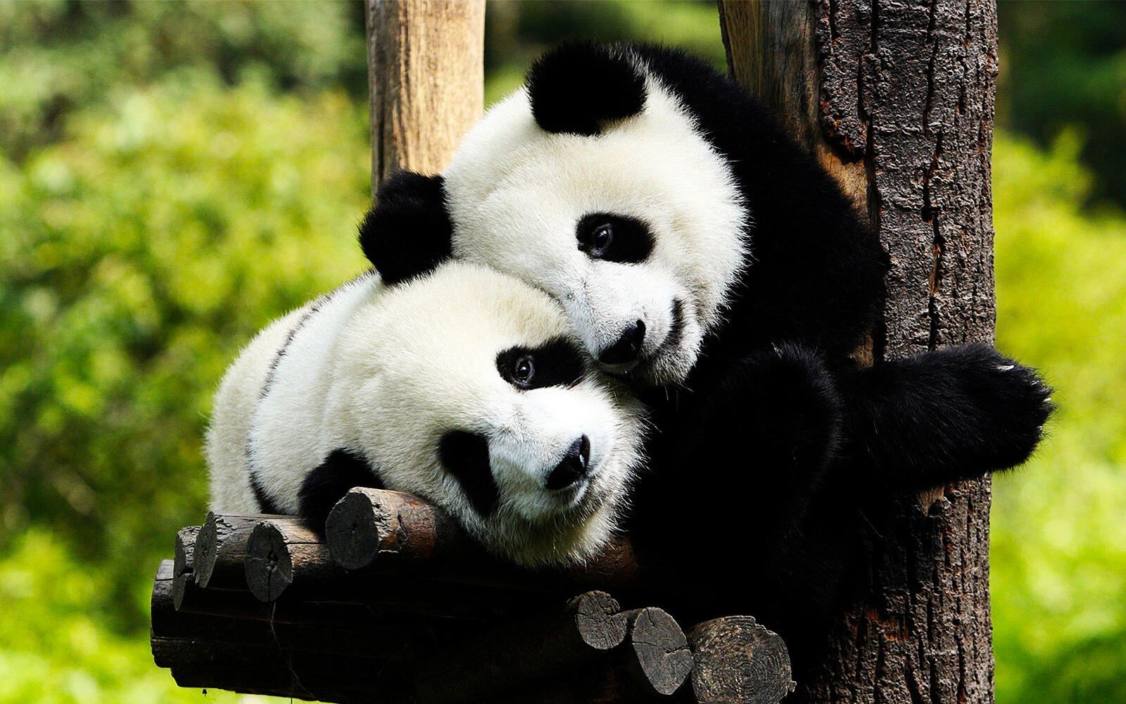 桌面上的壁纸大熊猫 木材 森林