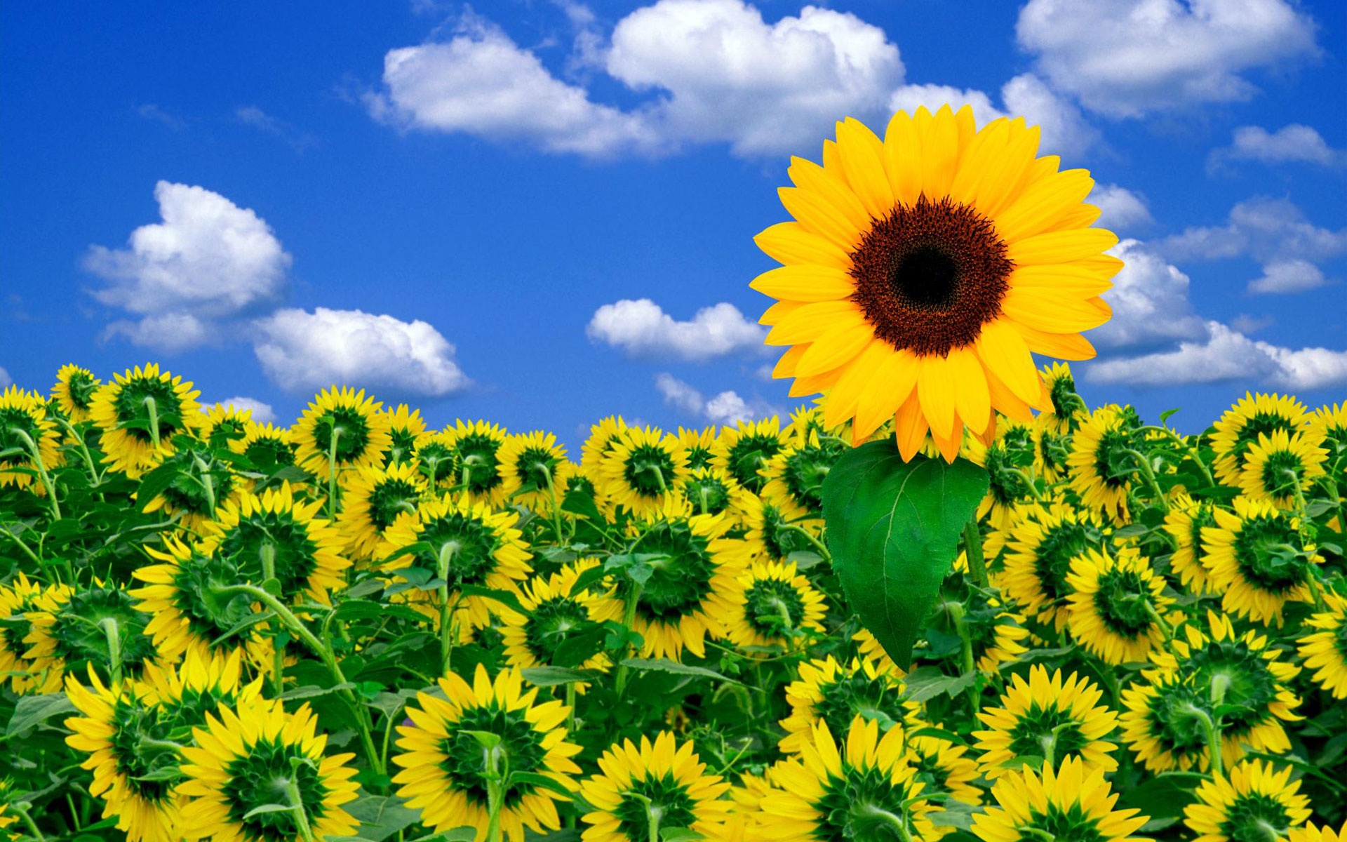 Wallpapers sunflower sky clouds on the desktop