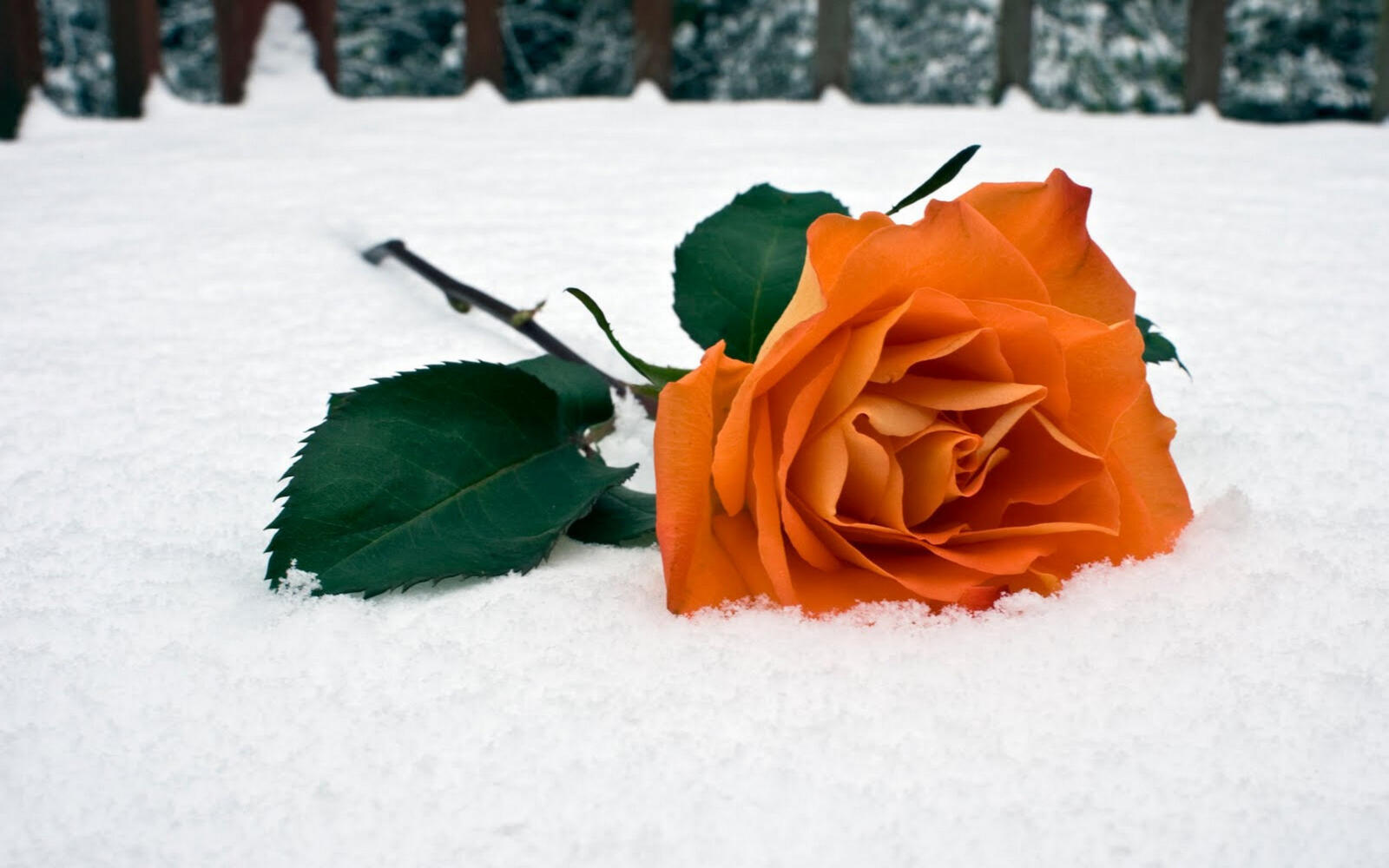 Обои роза оранжевая снег на рабочий стол