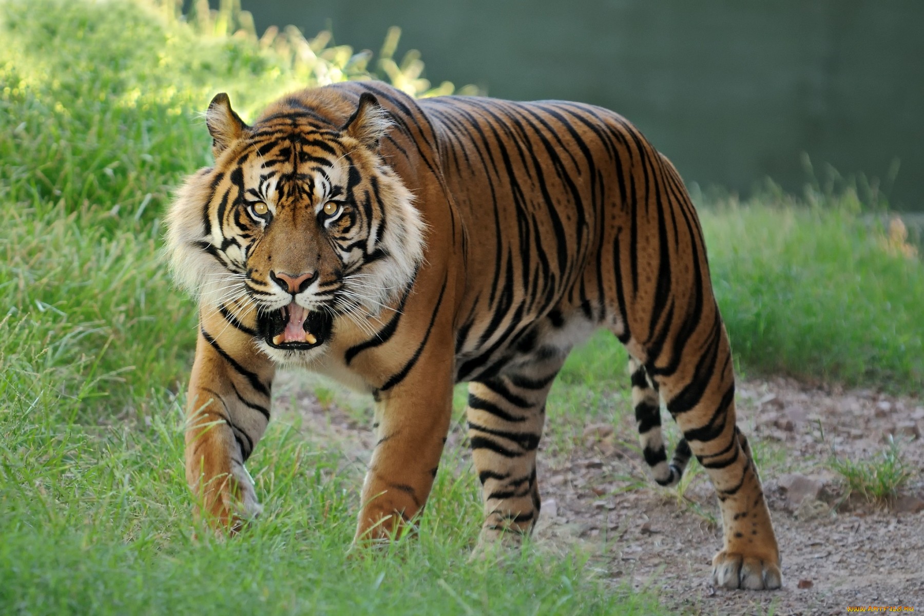 Photo free tiger, hickory, striped