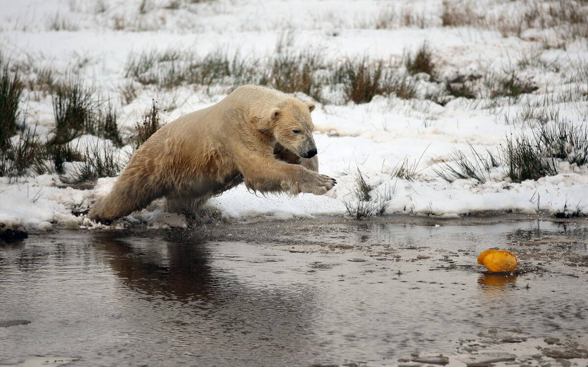 A polar bear jumps into the water