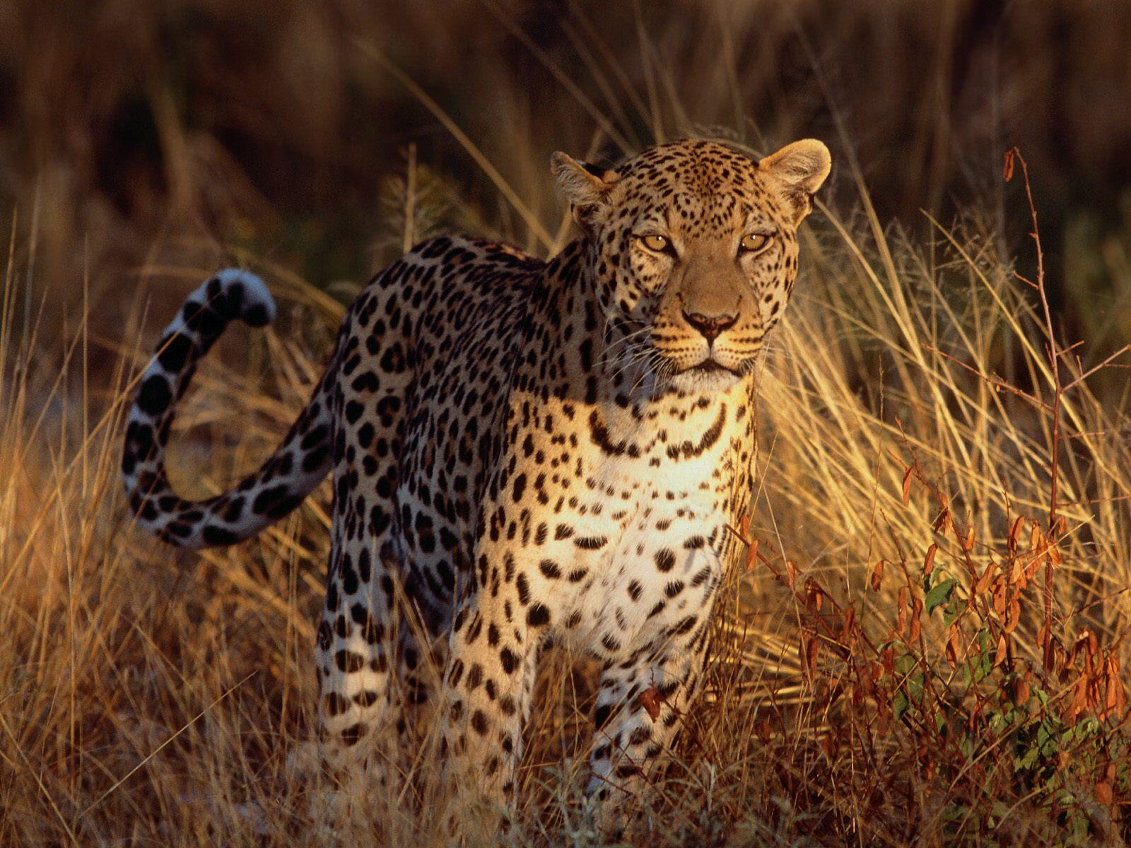 Wallpapers leopard sunset Africa on the desktop