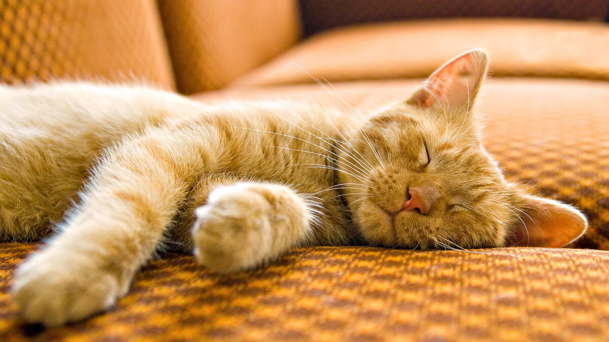 小红猫睡在沙发上