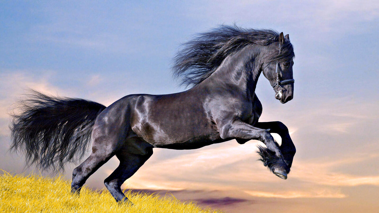 Wallpapers a horse and more no one on the desktop