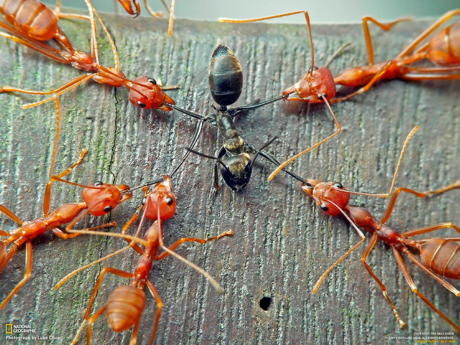 Обои мурахи опасние нападение на рабочий стол