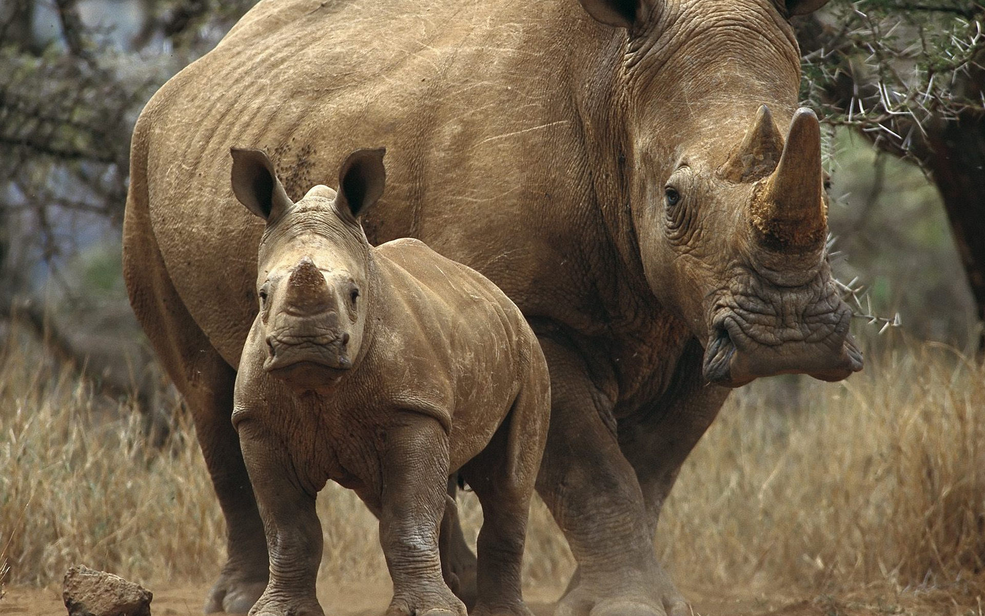 Wallpapers rhinoceroses trees horn on the desktop