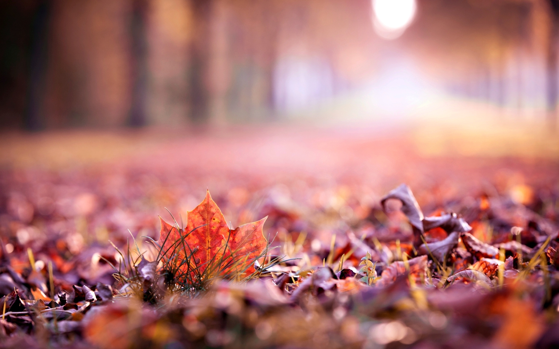 Wallpapers autumn foliage dry on the desktop