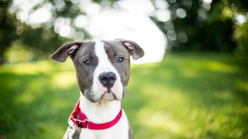 A pit bull puppy with a red collar.