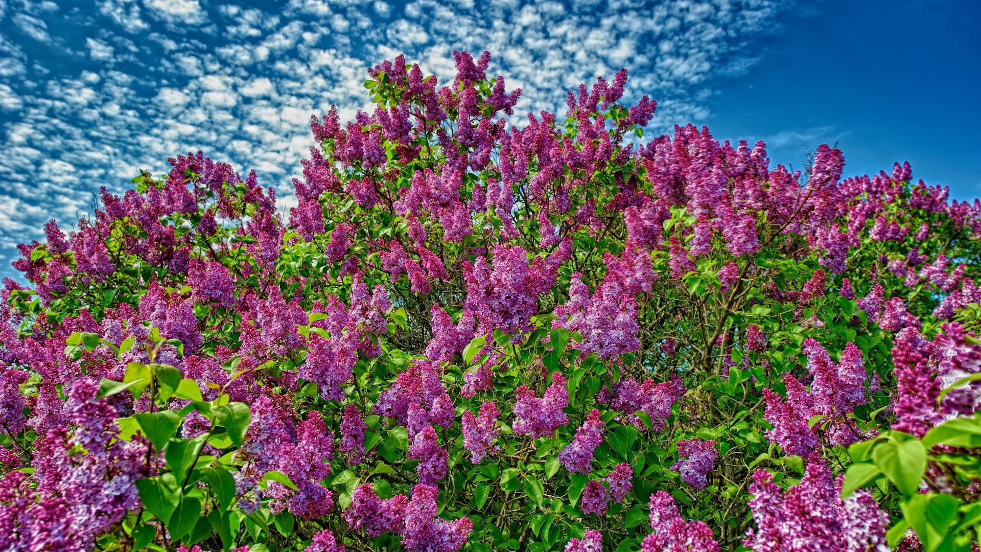 Wallpapers lilac blossoms leaves on the desktop