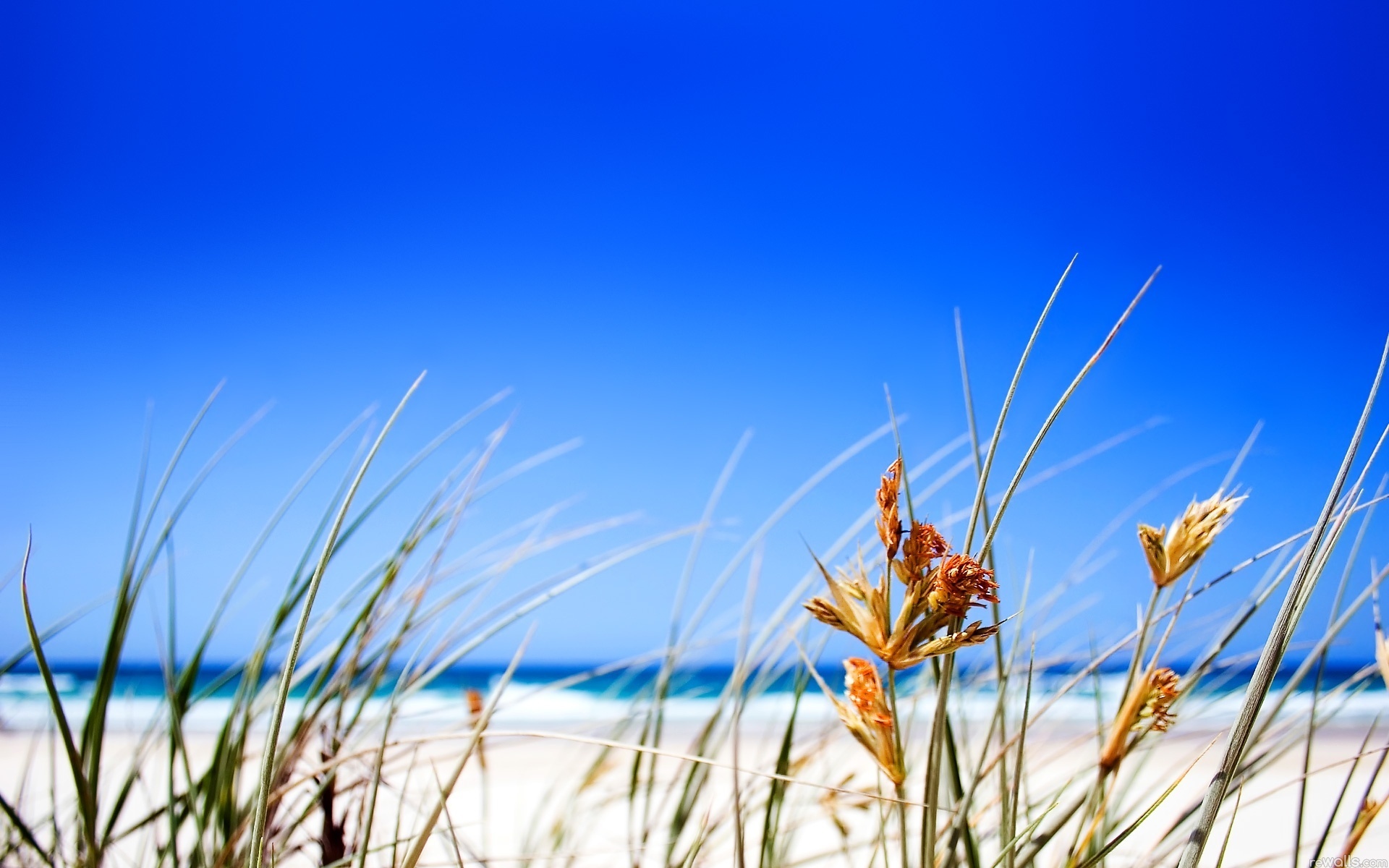 море пляж песок растительность скачать
