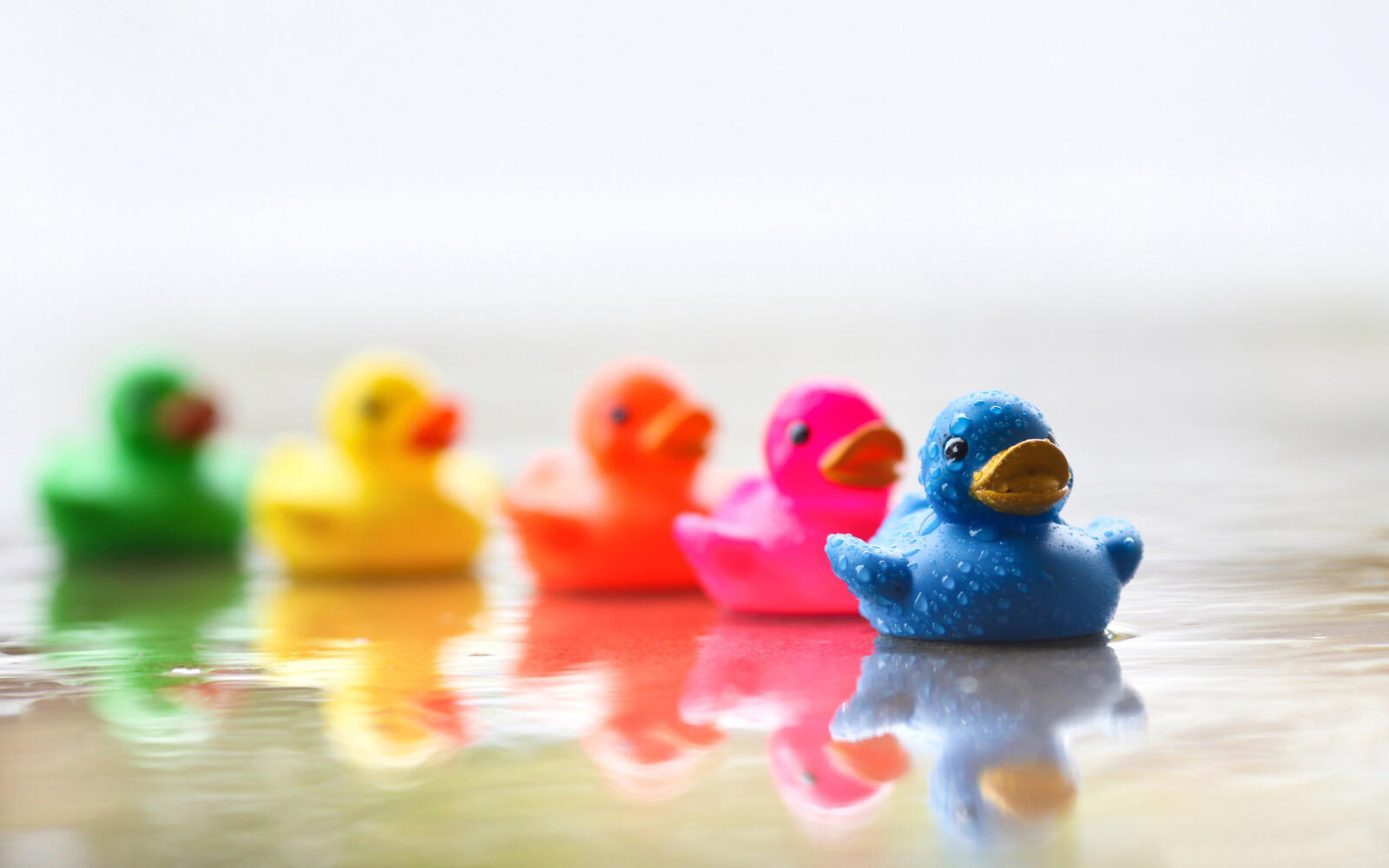 Wallpapers ducks float colorful on the desktop