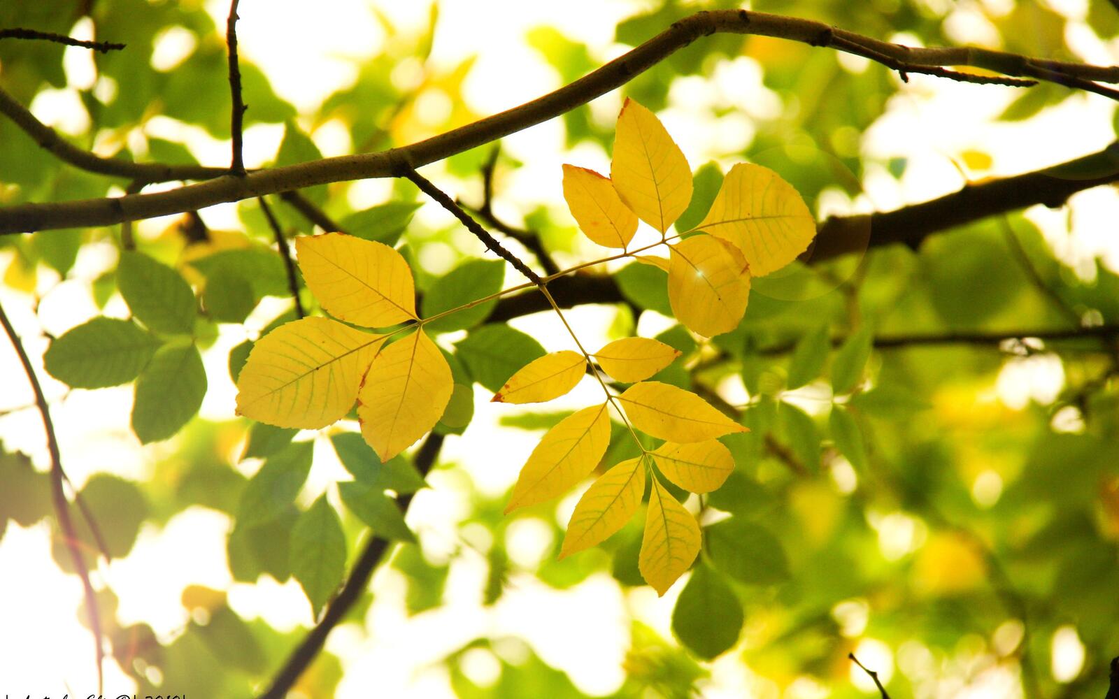 Wallpapers branches leaves yellow on the desktop