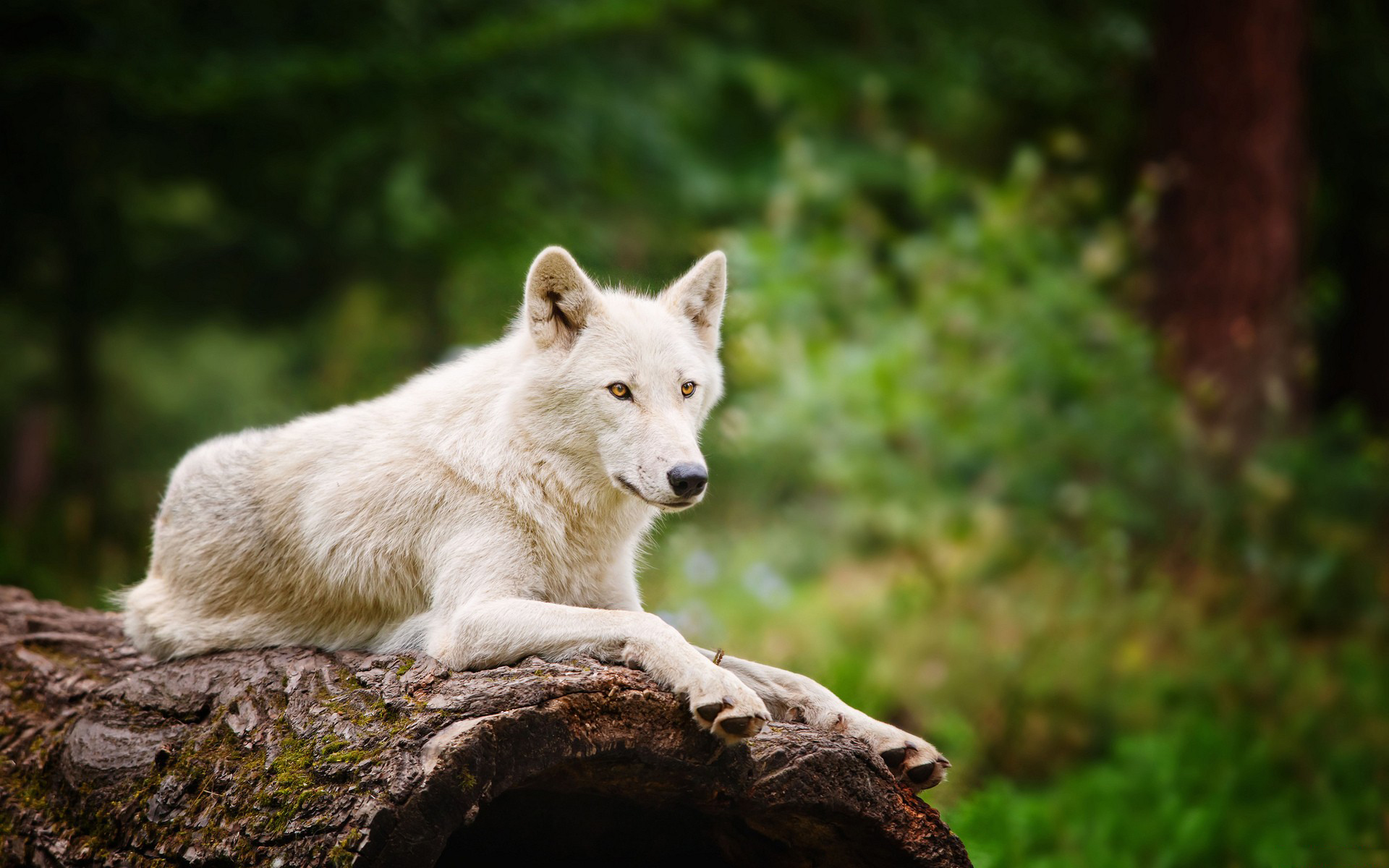 Wallpapers wolf a dog white wolf on the desktop