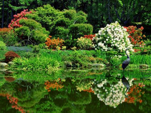 Цапля на озере среди красивых цветов