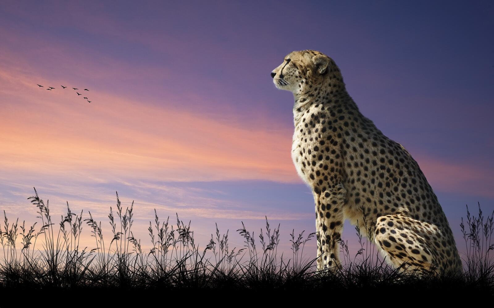 Wallpapers cheetah dreamer grass on the desktop