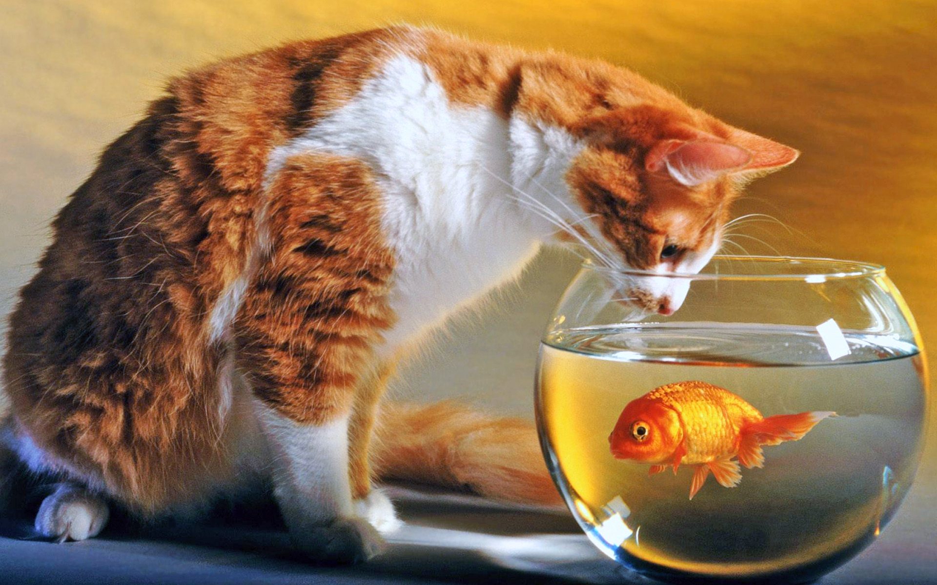 природа животные кот рыбы nature animals cat fish бесплатно