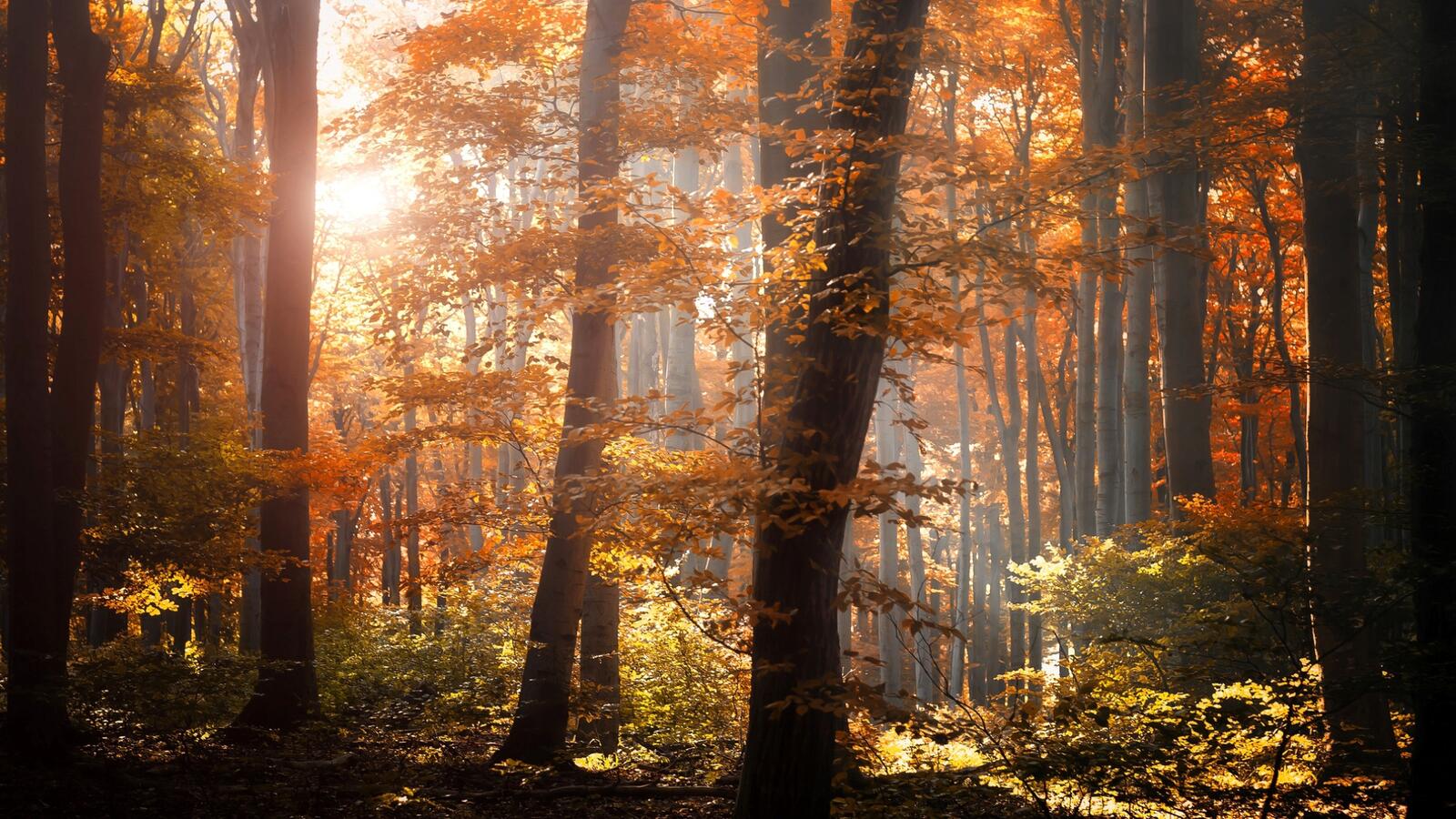 Wallpapers trees rays autumn on the desktop