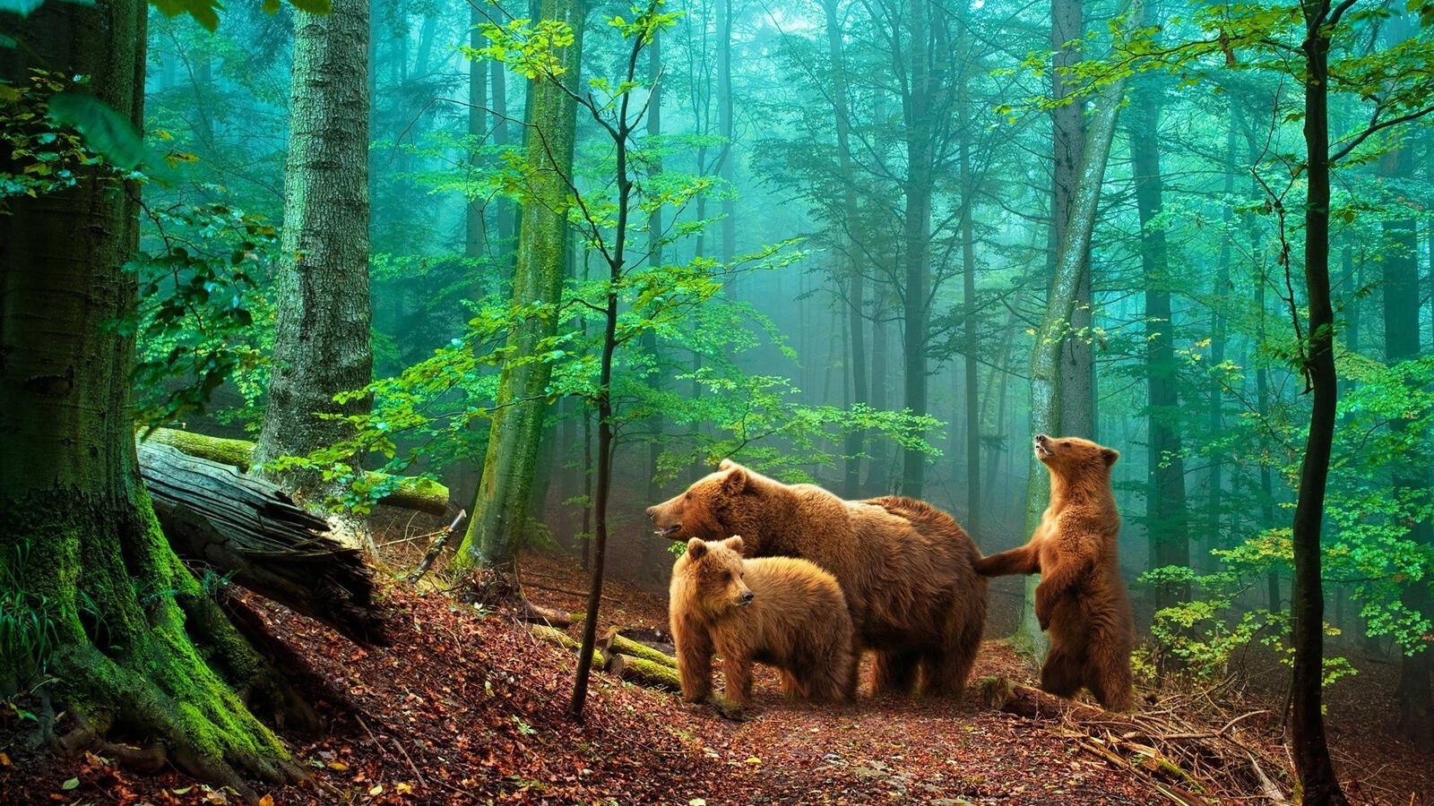 Wallpapers bear family forest on the desktop
