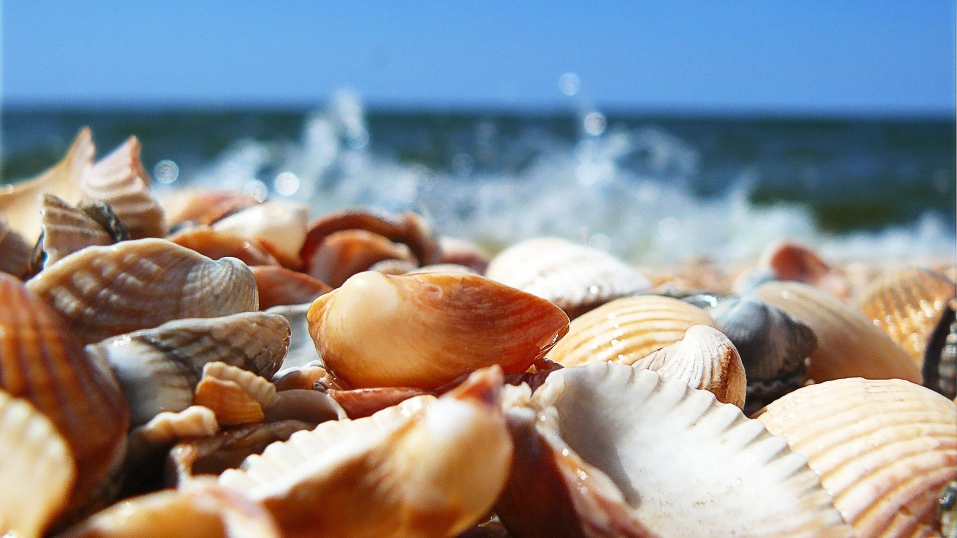 Wallpapers seashells shore beach on the desktop
