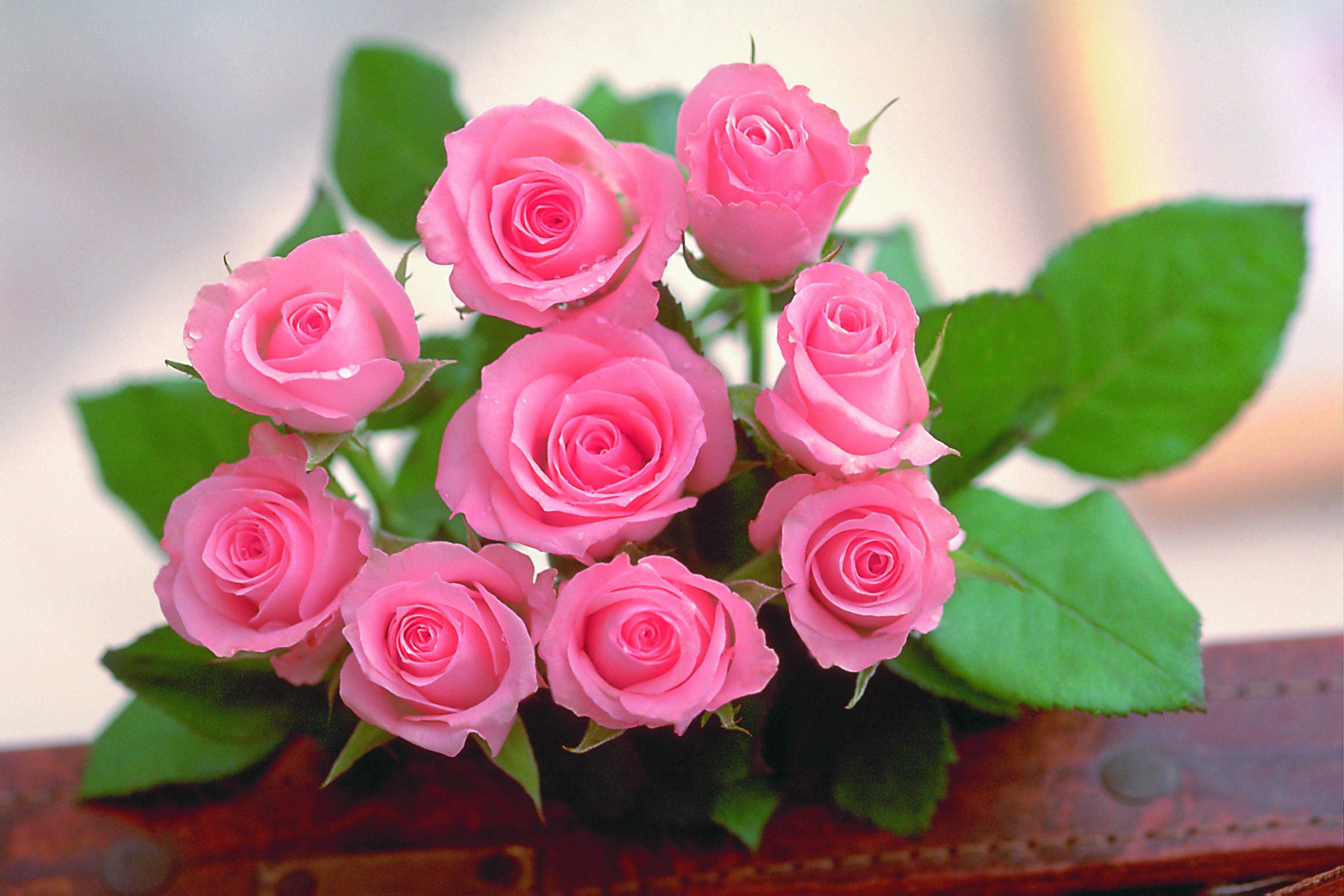 Обои розы розовые лепестки на рабочий стол