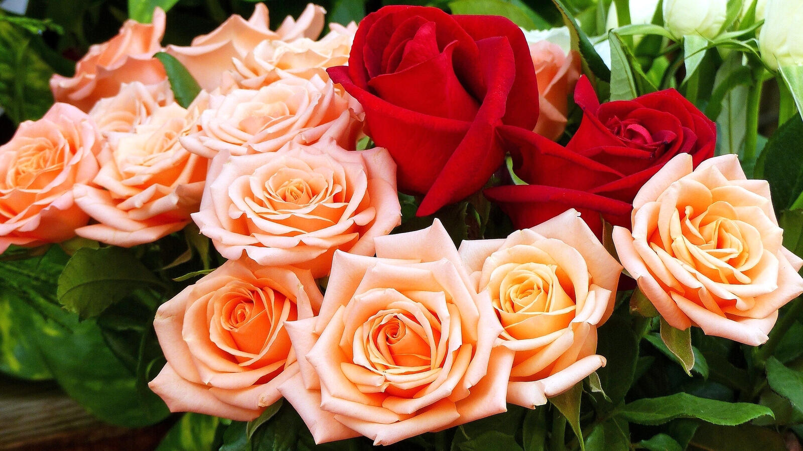 桌面上的壁纸鲜花 花束 红玫瑰