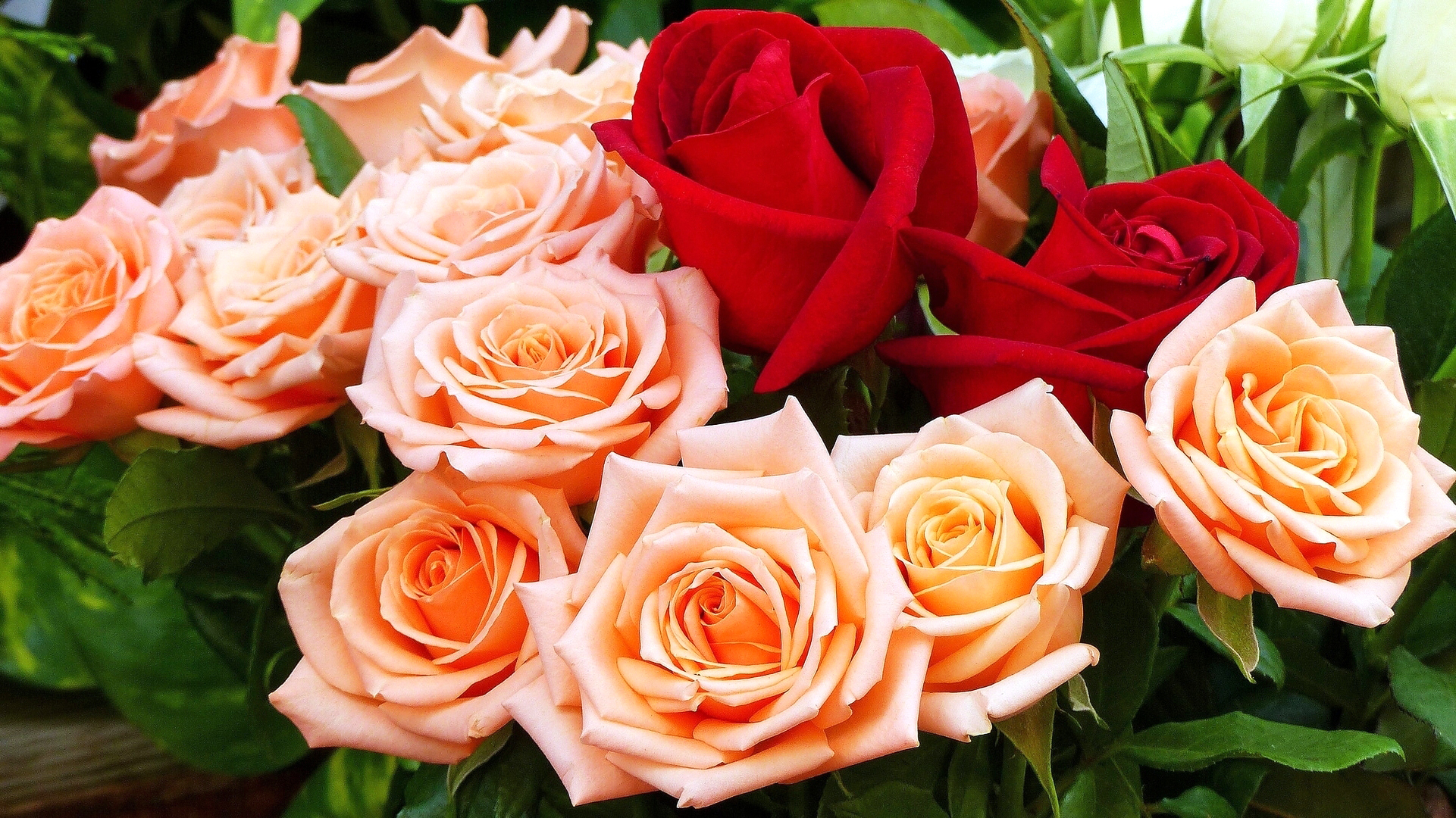 桌面上的壁纸鲜花 花束 红玫瑰