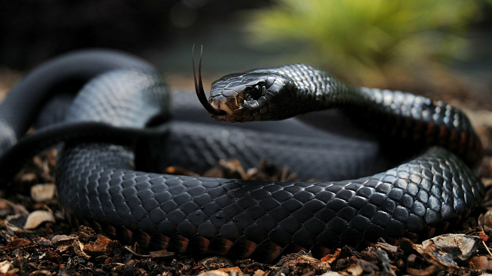 Фото бесплатно змея, черная мамба, глаза