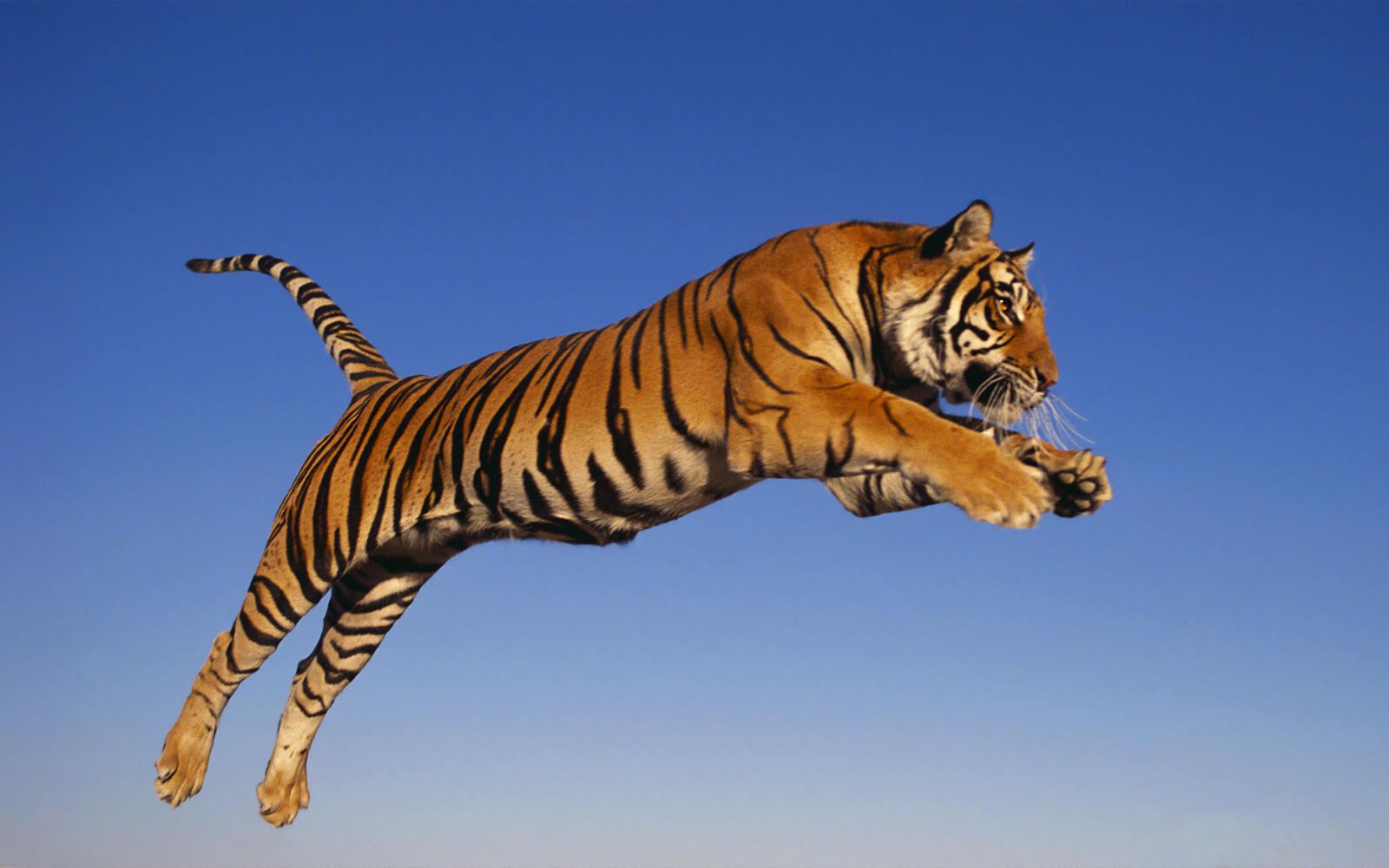 Wallpapers predator jump tiger on the desktop