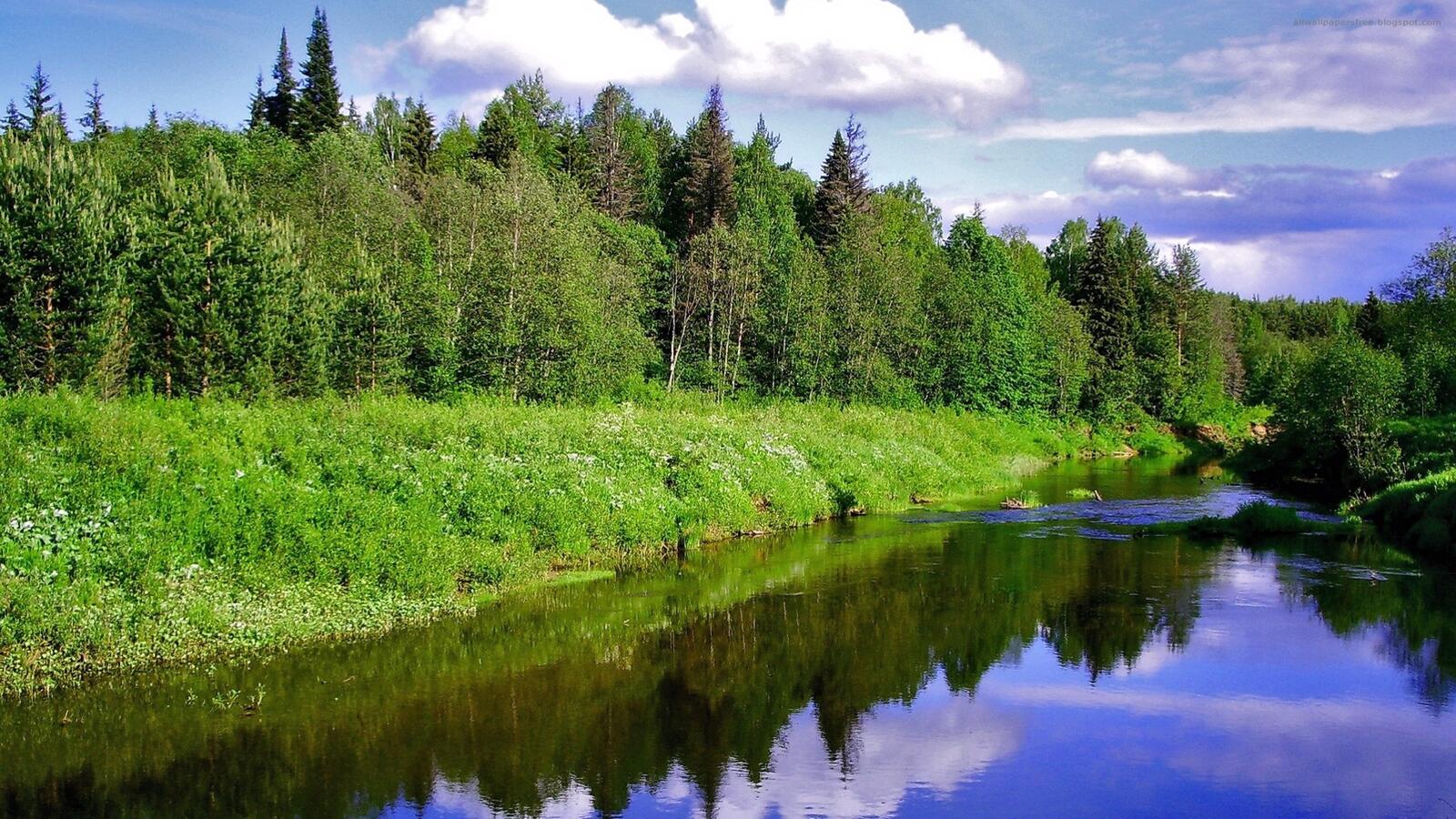 Бесплатное фото Фото про река, лес, деревья