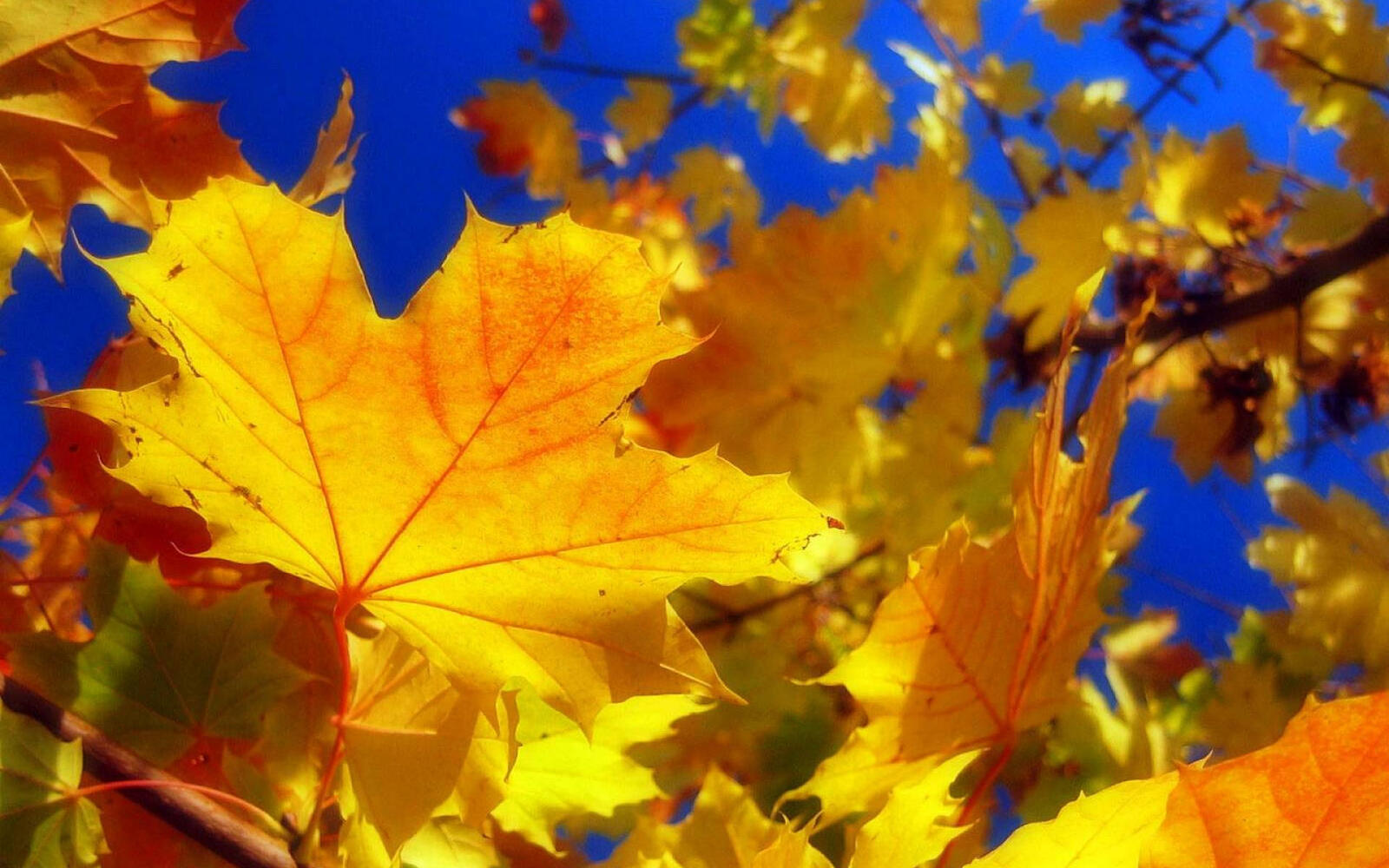 Wallpapers maple leaves autumn on the desktop