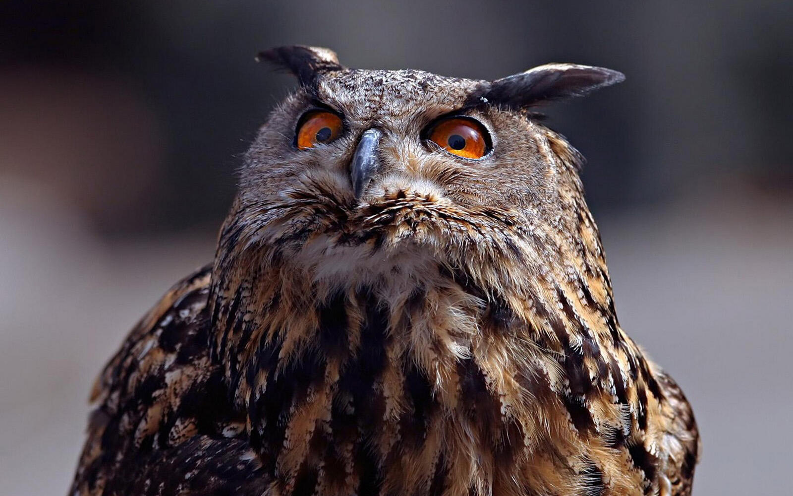 Wallpapers owl look surprised on the desktop