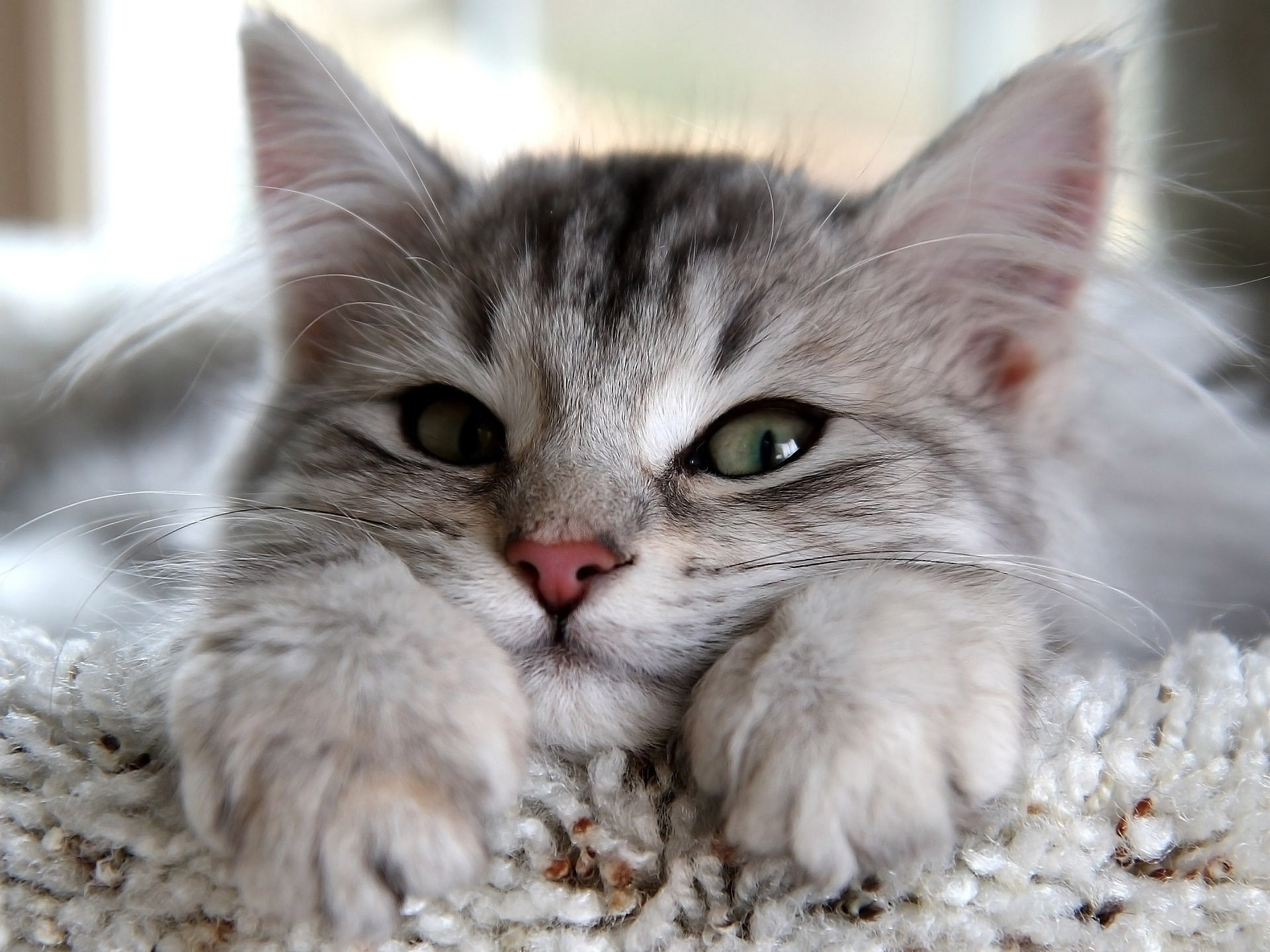 Котенок тумбочка глаза ушки Kitten bedside table eyes lugs без смс