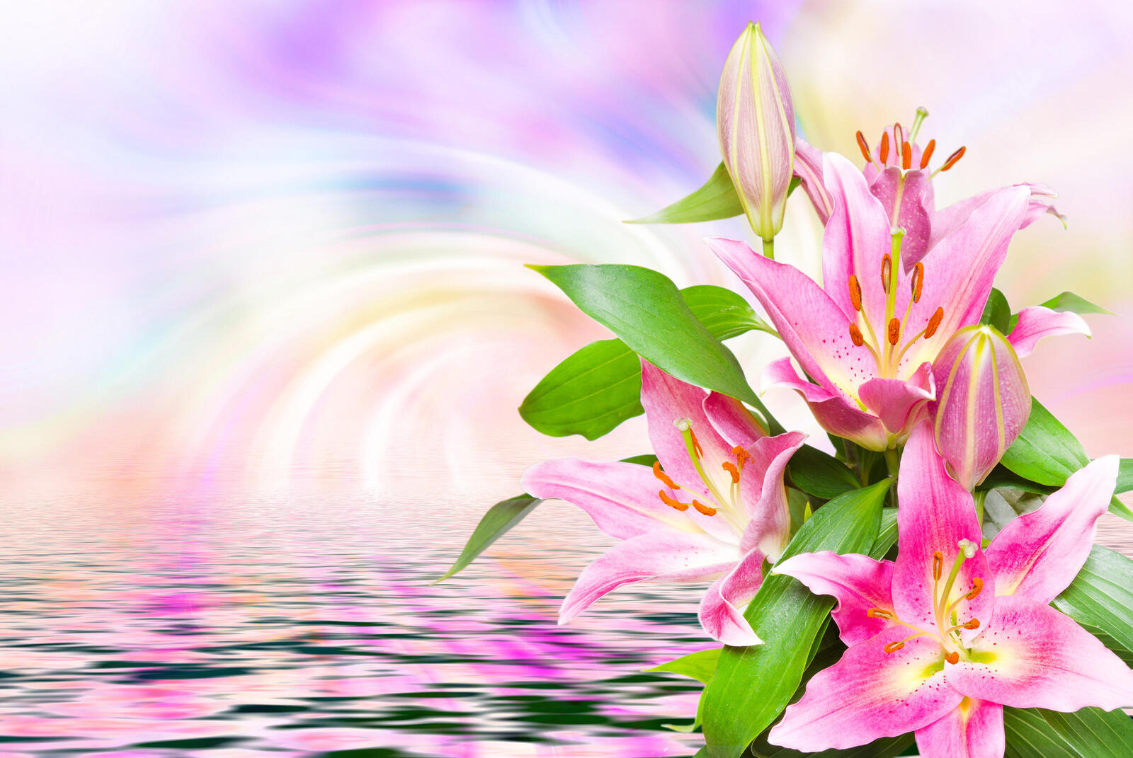 Wallpapers beautiful flowers lilies lily on the desktop