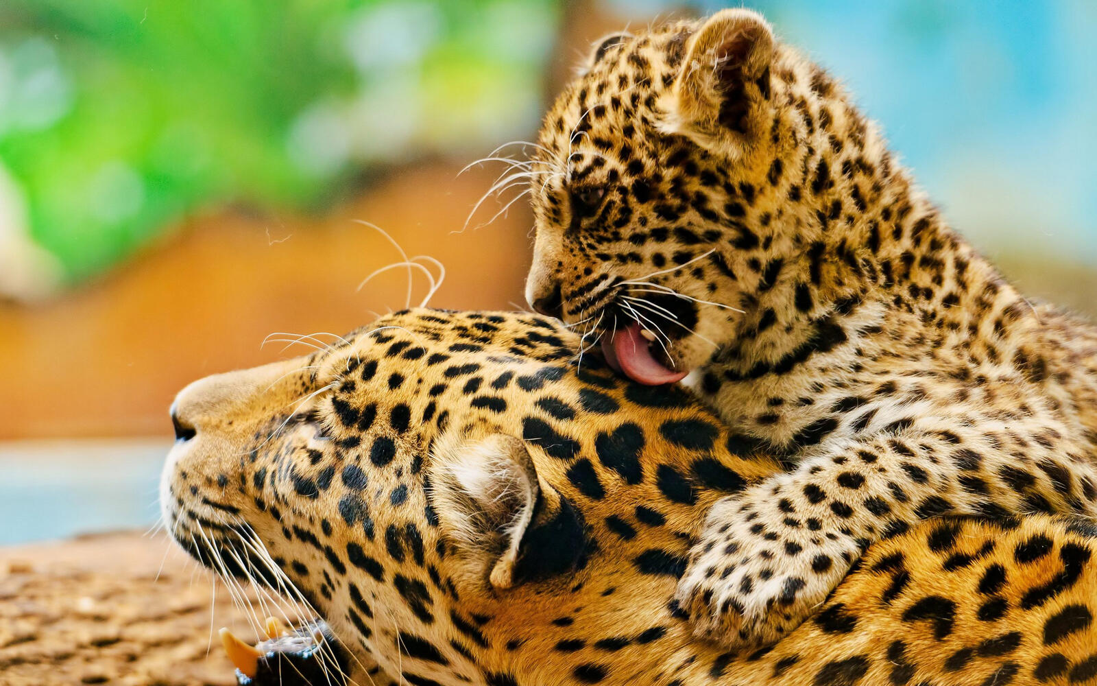 Обои леопард семья мать на рабочий стол
