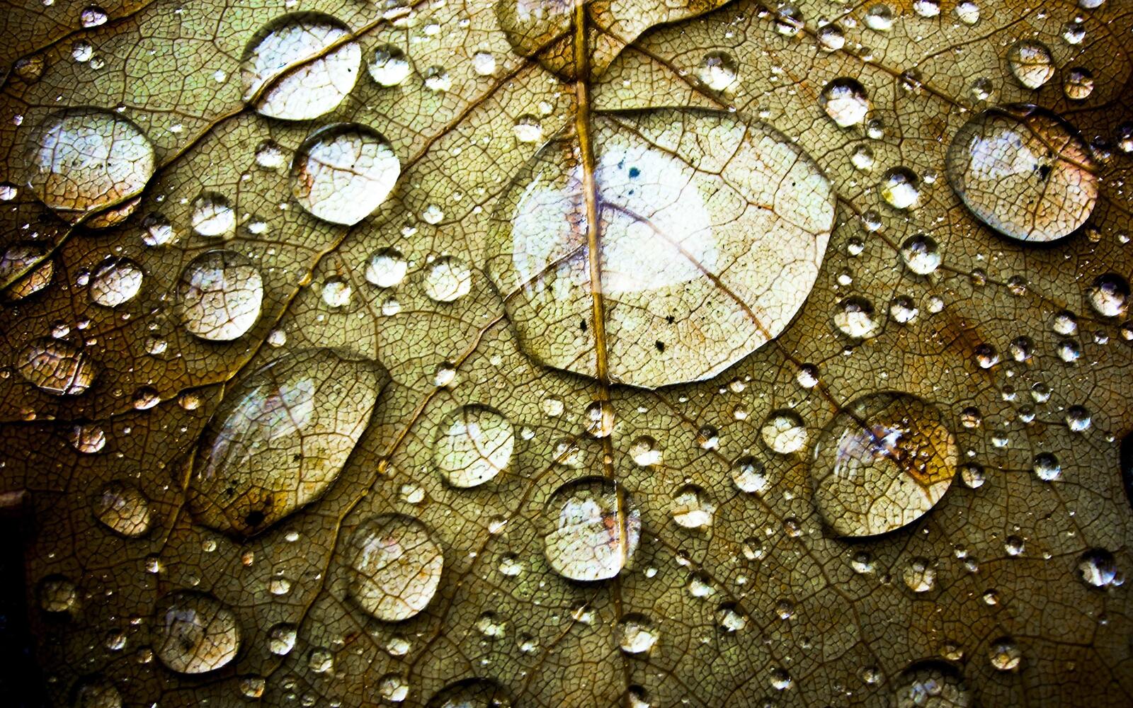 Wallpapers leaf dew drops on the desktop