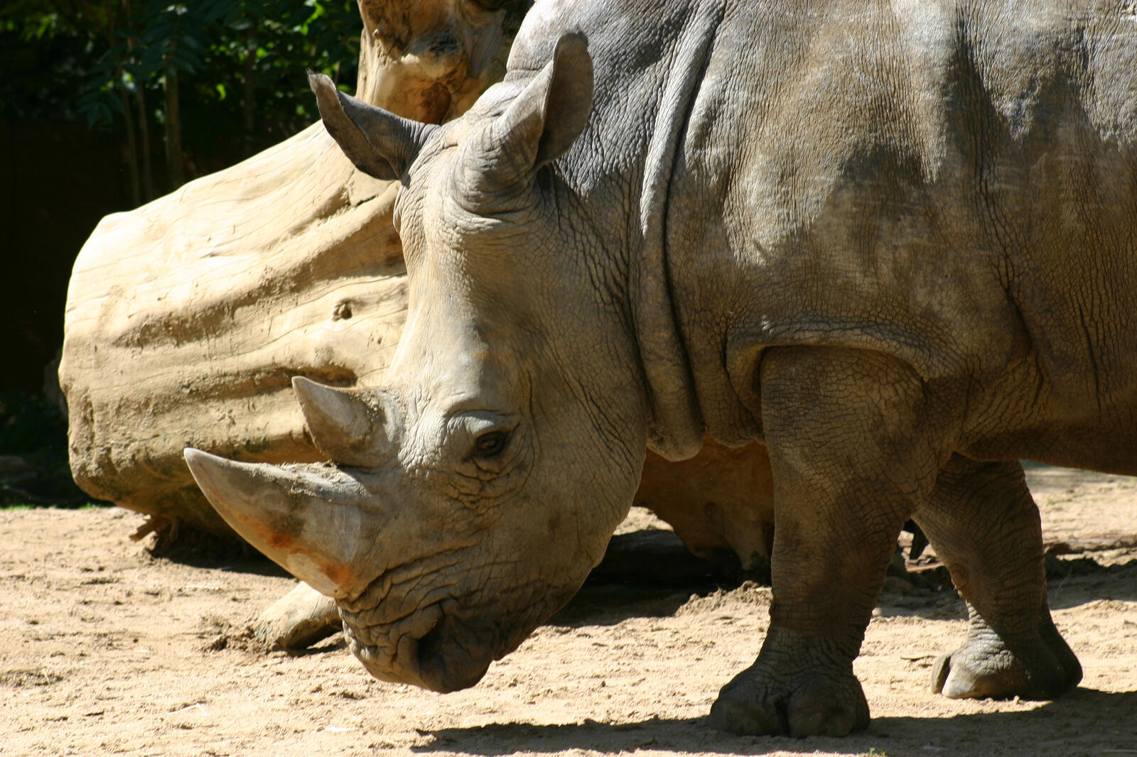 Wallpapers rhinoceros horn ears on the desktop