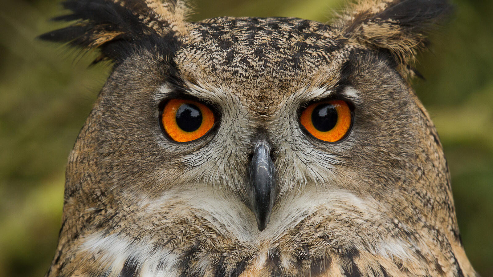 Free photo Close-up portrait of an owl
