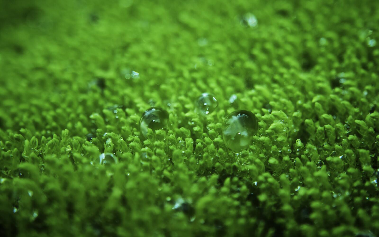 Обои трава зеленая мокрая на рабочий стол