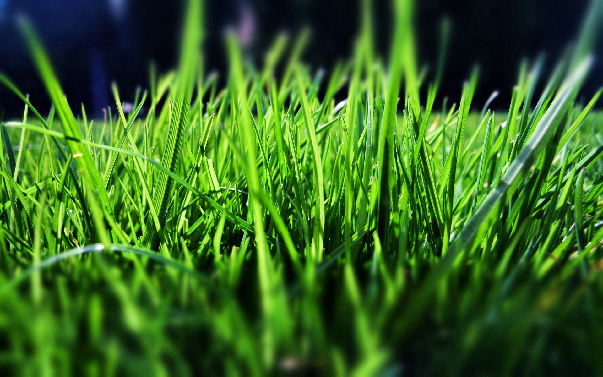 Приточная трава фото
