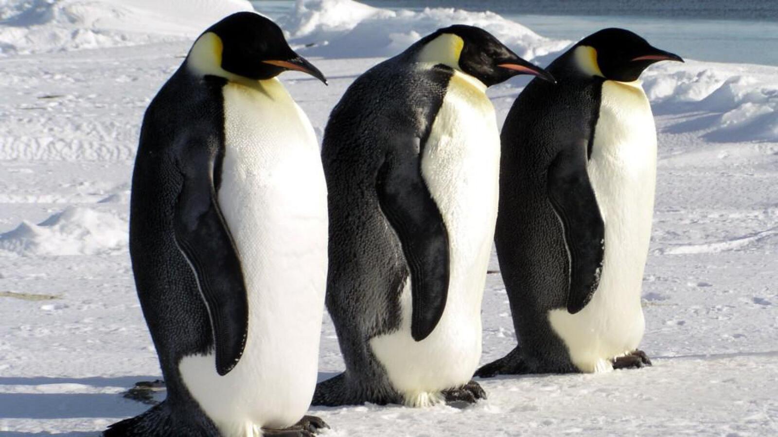 Обои три пингвина северный на рабочий стол