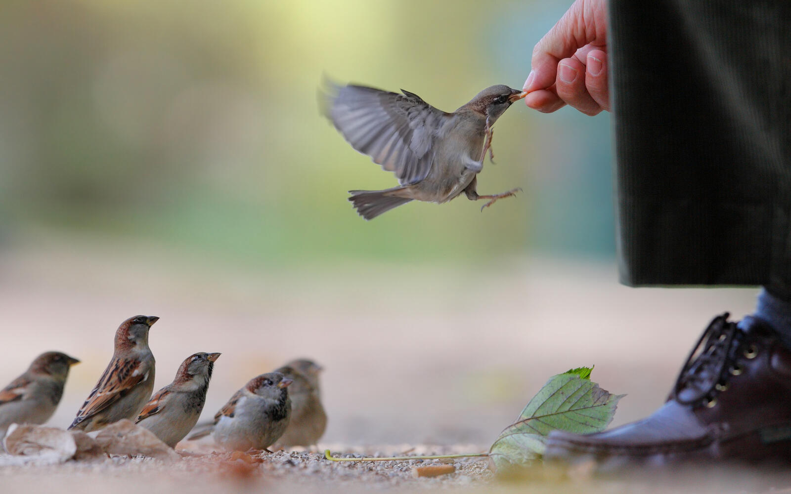 Wallpapers sparrows man feed on the desktop