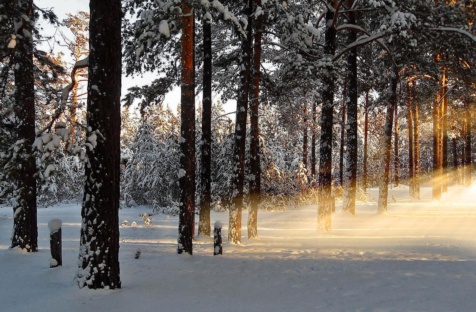 Обои лес снег утро на рабочий стол