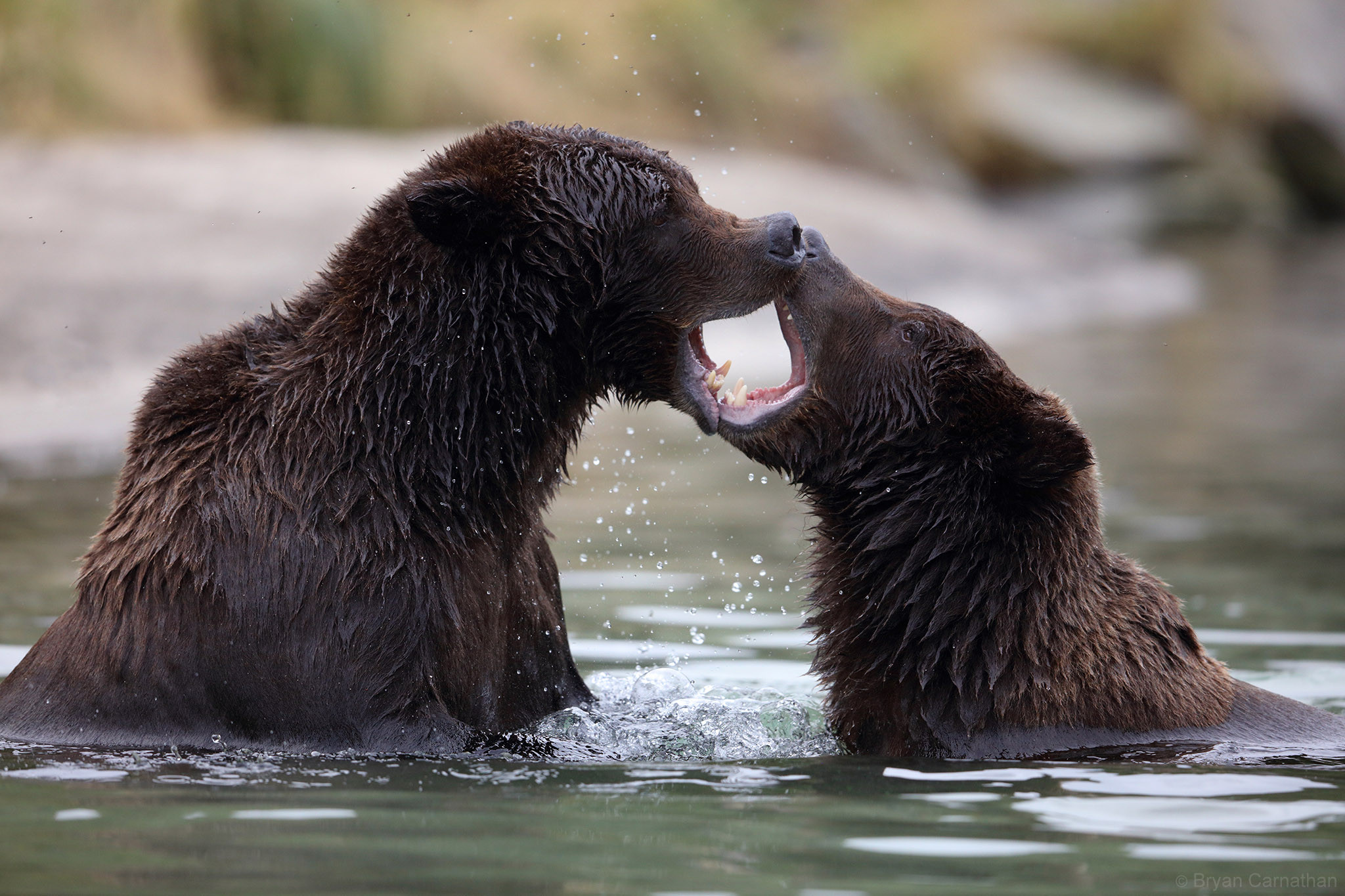 Обои Бурый Медведь Национальный Парк Катмай Аляска картинки на рабочий стол