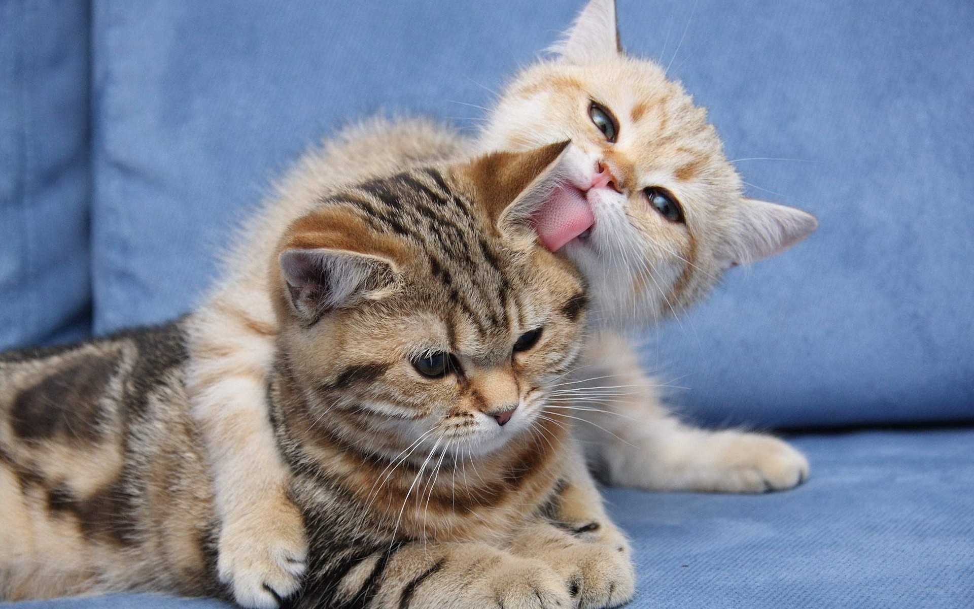 Wallpapers cats tongue kitten on the desktop