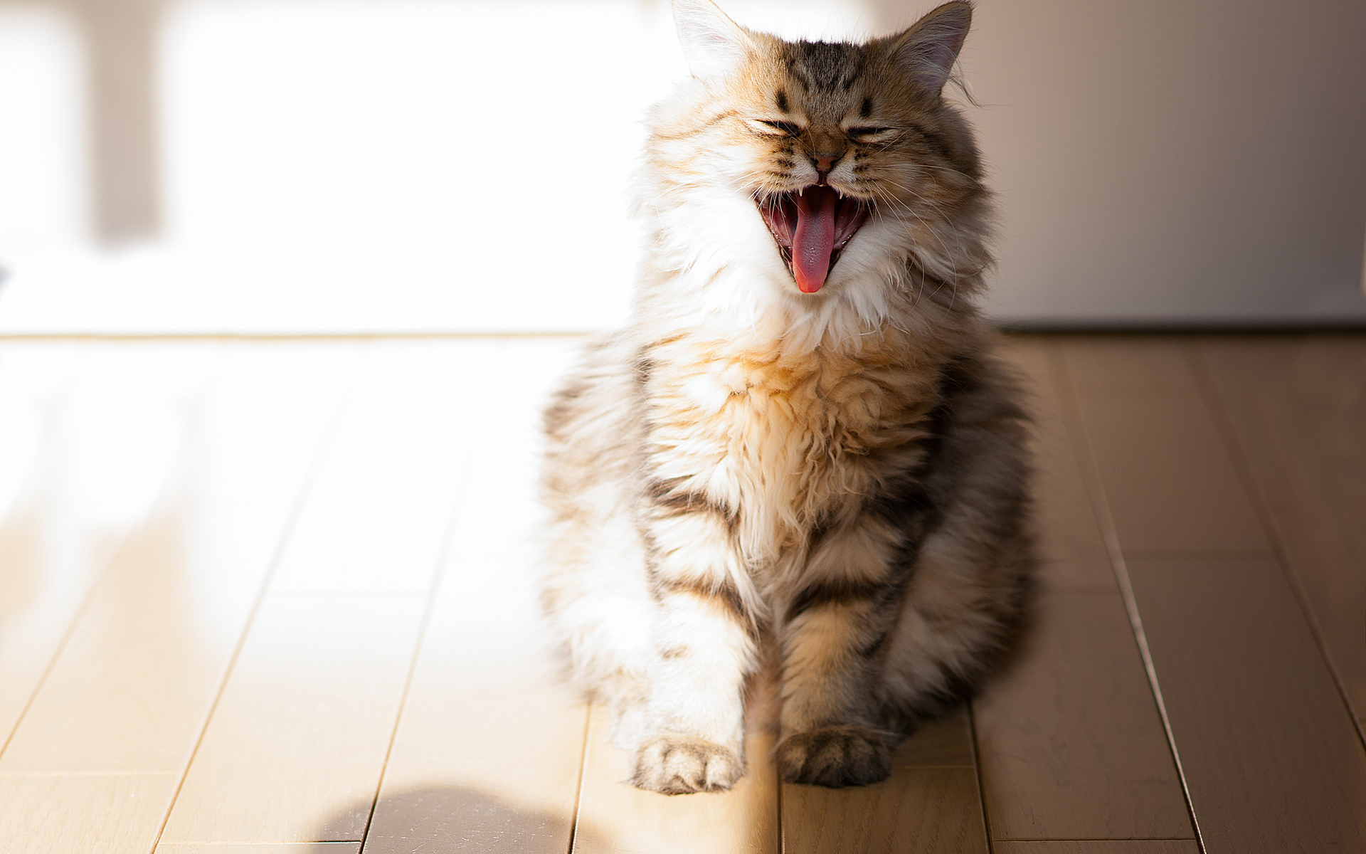 Wallpapers cat yawning wool on the desktop