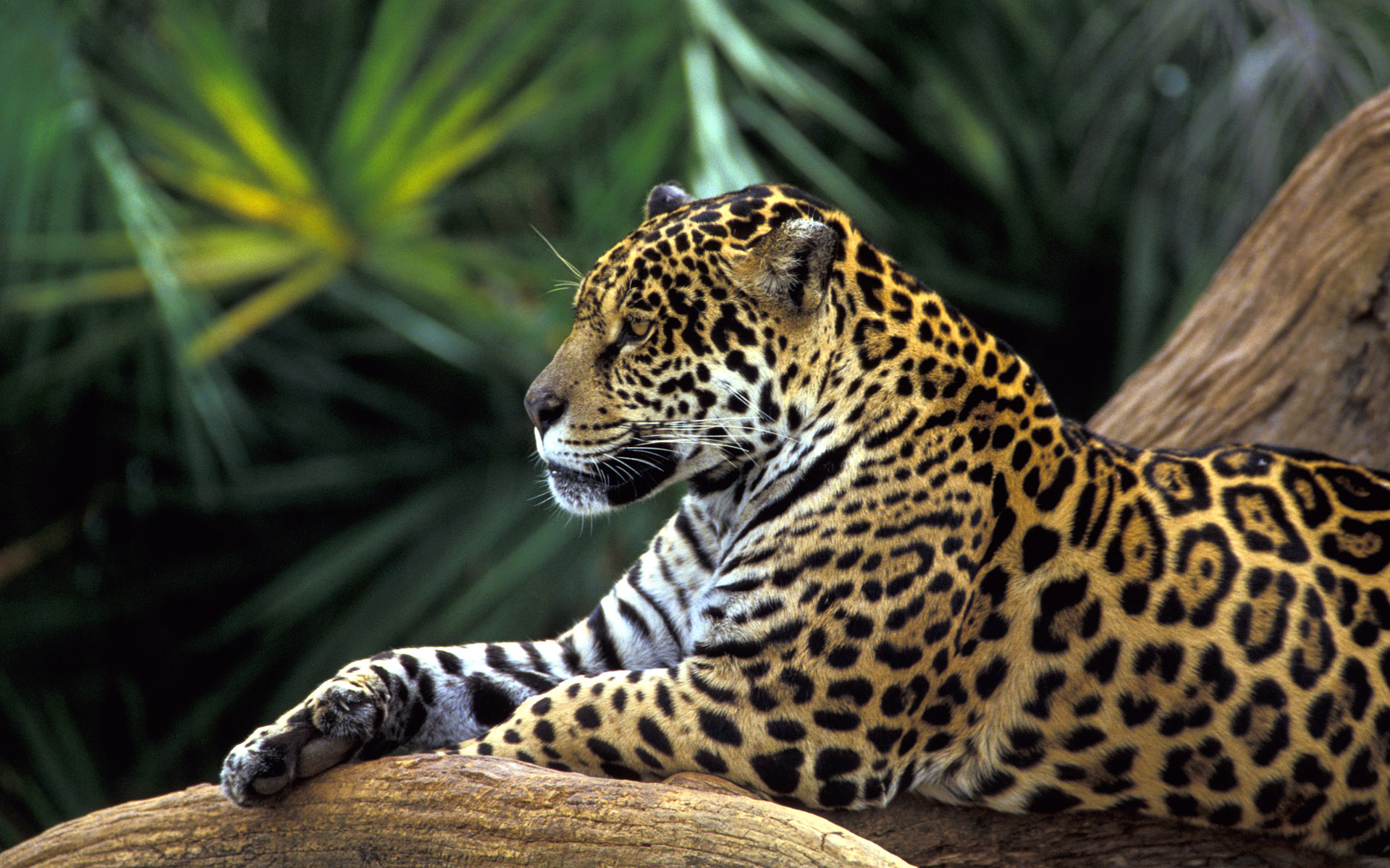 природа животные леопард nature animals leopard бесплатно
