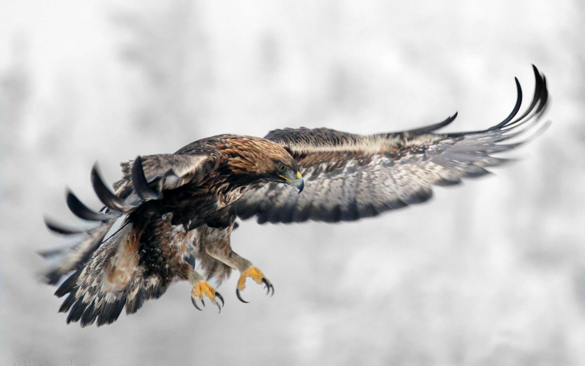 Фото бесплатно орел, крылья, размах