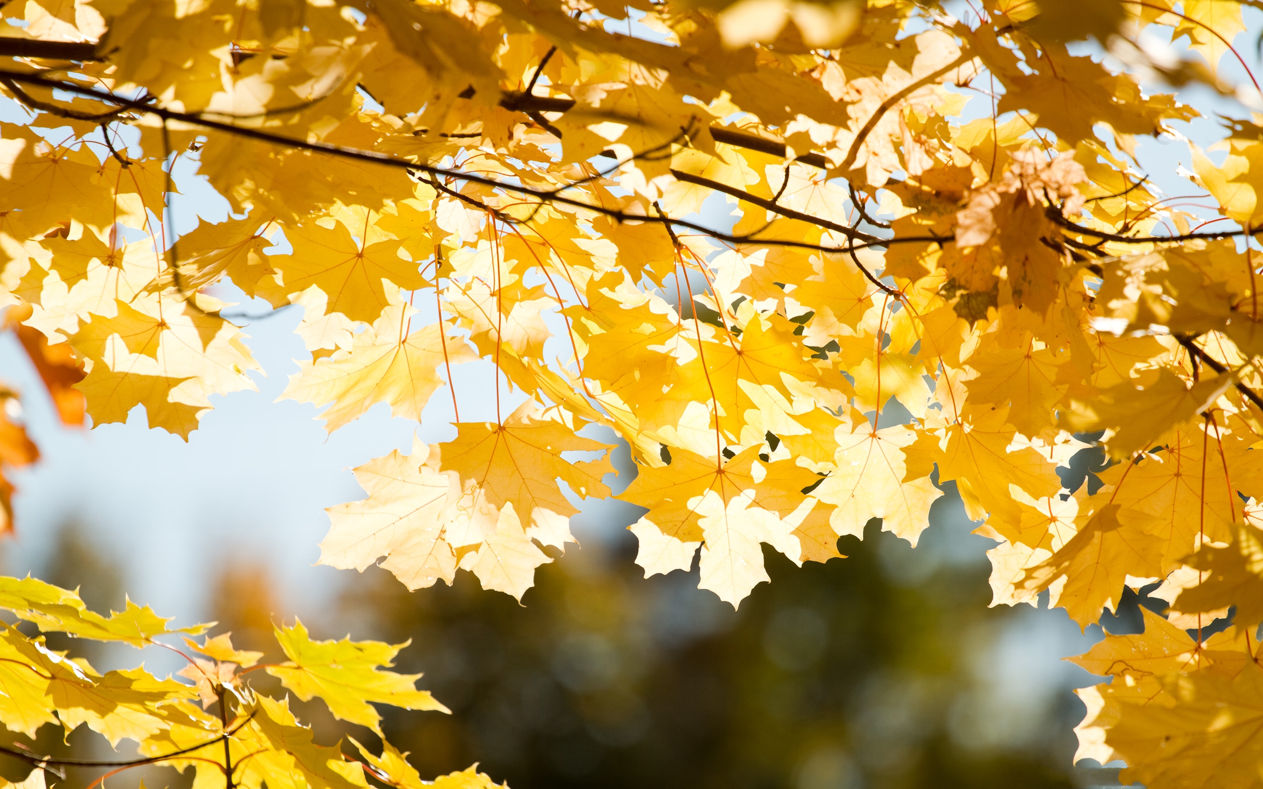 Wallpapers autumn leaves yellow on the desktop